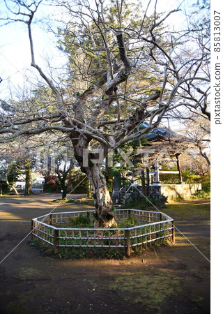 Nature in Shimizu Park (Kinjoin) in Chiba Prefecture in late autumn Nature in Shimizu Park (Kinjoin) in Chiba Prefecture in late autumn 85813007