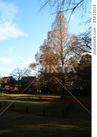 Nature in Shimizu Park (Kinjoin) in Chiba Prefecture in late autumn 85813018