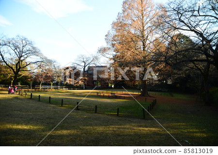 Nature in Shimizu Park (Kinjoin) in Chiba Prefecture in late autumn 85813019