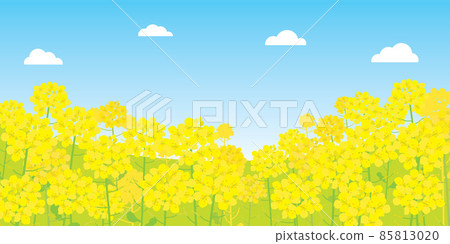 春天油菜花風景圖 春天油菜花風景圖 85813020