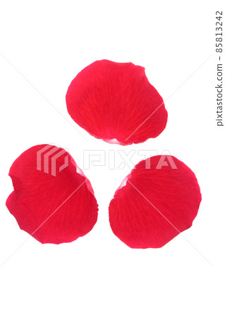玫瑰紅 紅玫瑰花 花 紅玫瑰 紅花 玫瑰紅 紅玫瑰花 花 紅玫瑰 紅花 85813242