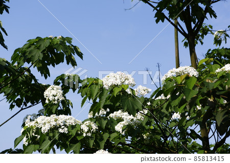 油桐花 油桐花 85813415