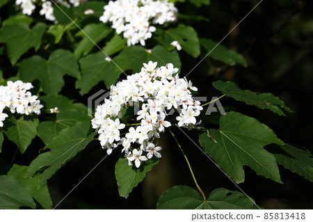 油桐花 85813418