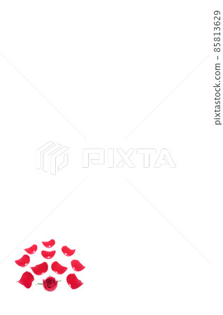 玫瑰紅 紅玫瑰花 花 紅玫瑰 紅花 85813629