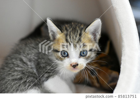 Abandoned cat 3 weeks old Sabatra kitten protected 85813751