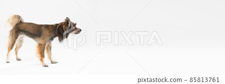 Panoramic side view of a standing dog looking ahead. Multi-breed dog. 85813761