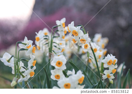 水仙花 85813812