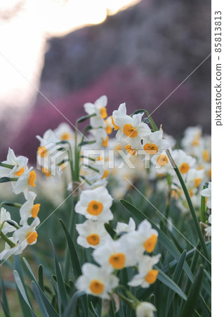 水仙花 85813813