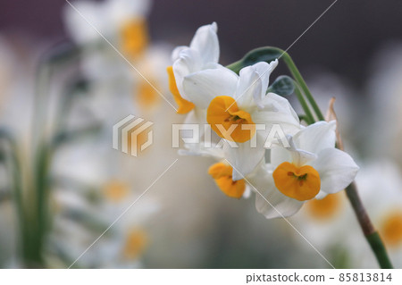 水仙花 85813814