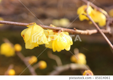 開始開花的福藏院五香粉 (4) 開始開花的福藏院五香粉 (4) 85814061
