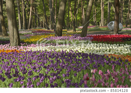 Colorful tulips spreading all over the forest of Hitachi Seaside Park 85814128