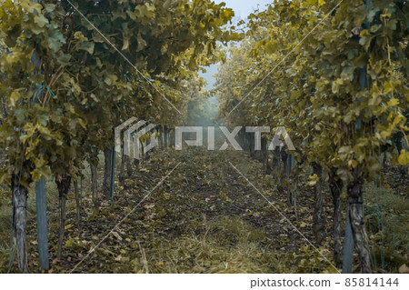white Wine grapes fall morning mist ready for harvest Region Moselle River Winningen Germany white Wine grapes fall morning mist ready for harvest Region Moselle River Winningen Germany 85814144