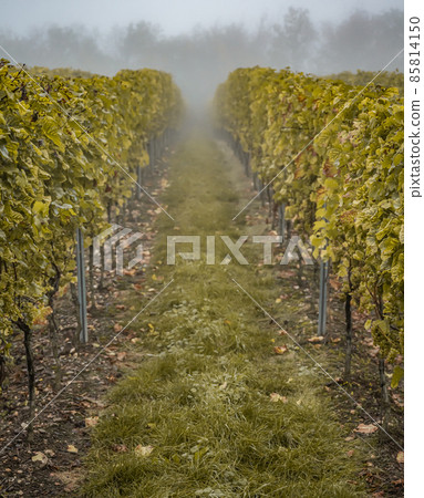 white Wine grapes fall morning mist ready for harvest Region Moselle River Winningen Germany 85814150