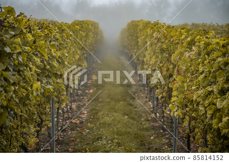 white Wine grapes fall morning mist ready for harvest Region Moselle River Winningen Germany 85814152
