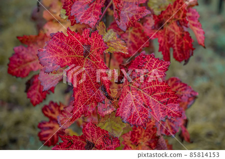 red Fall color Leaves Wine Region Moselle River Backgrounda autumn 85814153