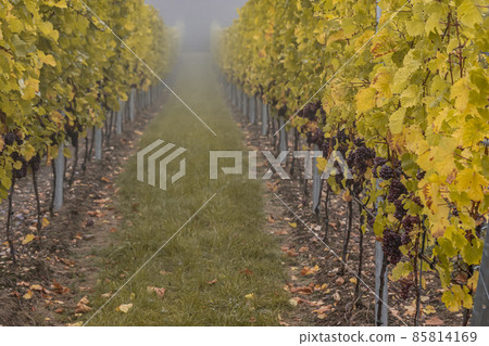 Red Wine grapes ready for harvest Region Moselle River Winningen Germany 85814169