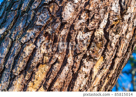 Pine tree bark 85815014