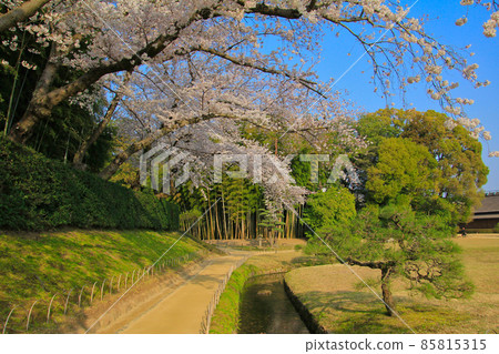 岡山後樂園櫻花 85815315