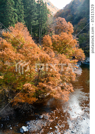 Gandatekyo美麗的秋天風景 85815329