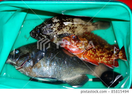 我把釣到的黑魚、蝎子魚和黃豆放在背包裡。 我把釣到的黑魚、蝎子魚和黃豆放在背包裡。 85815494