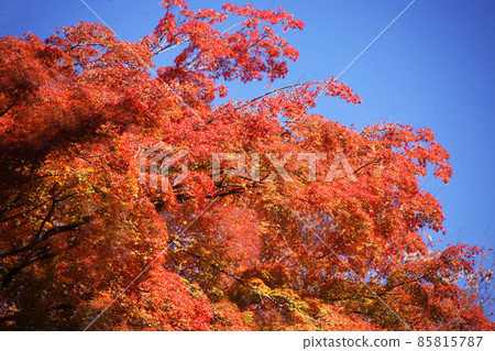 Acer palmatum 的秋葉在藍天染紅 Acer palmatum 的秋葉在藍天染紅 85815787