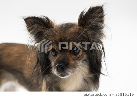 Small female mongrel dog with ears sticking up, looking ahead. A multi-breed dog. Small female mongrel dog with ears sticking up, looking ahead. A multi-breed dog. 85816119
