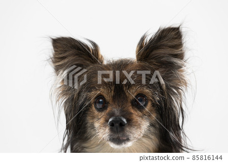 Portrait of just the head of a female dog with ears sticking up which is looking straight into the camera. A multi-breed dog. 85816144