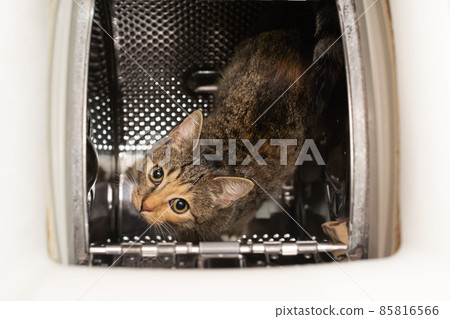 The cat sits inside the washing machine and looks up straight into the lens. View from above. The cat has erect ears and protruding long whiskers. 85816566