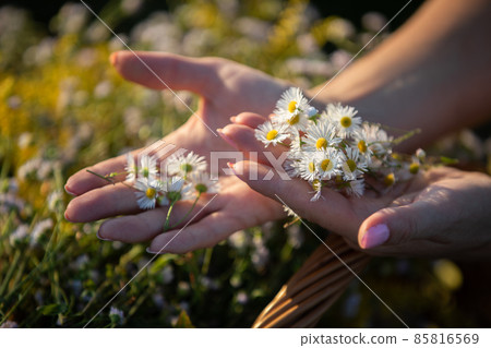 In a woman's hands lies an herb inflorescence - winterberry. The power of field herbs. In a woman's hands lies an herb inflorescence - winterberry. The power of field herbs. 85816569