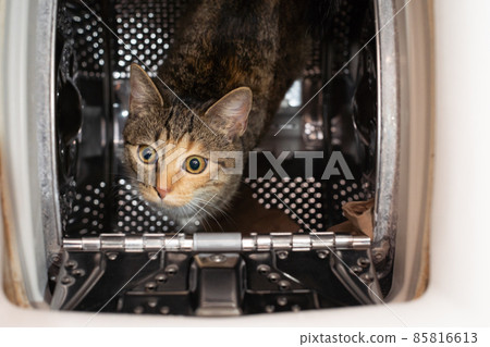 The cat sits inside the washing machine and looks up straight into the lens. View from above. The cat has erect ears and protruding long whiskers. The cat sits inside the washing machine and looks up straight into the lens. View from above. The cat has erect ears and protruding long whiskers. 85816613