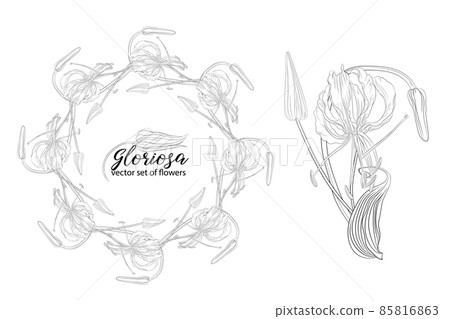 vector set of flowers and beads glorasa Gloriosa vector set of flowers and beads glorasa Gloriosa 85816863