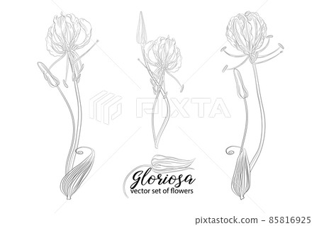 vector set of flowers and beads glorasa Gloriosa 85816925