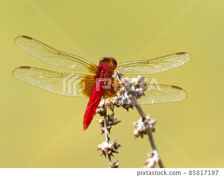 Back shot of Scarlet Skimmer 85817197