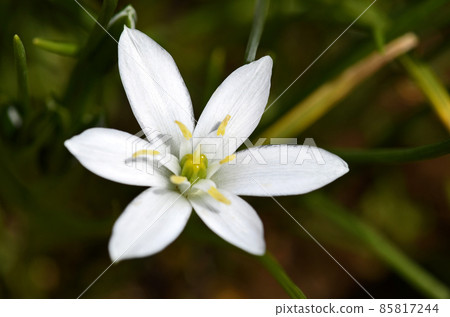 Oohuana（玉米） 85817244