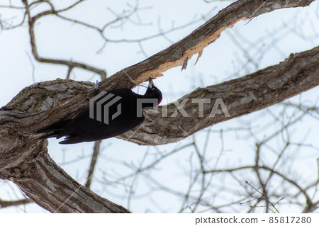 Black woodpecker _ black woodpecker _ natural monument _ wild bird _ woodpecker _ woodpecker 85817280