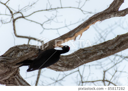 Black woodpecker _ black woodpecker _ natural monument _ wild bird _ woodpecker _ woodpecker 85817282
