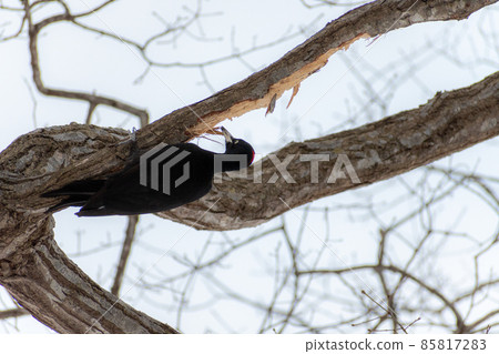 Black woodpecker _ black woodpecker _ natural monument _ wild bird _ woodpecker _ woodpecker Black woodpecker _ black woodpecker _ natural monument _ wild bird _ woodpecker _ woodpecker 85817283