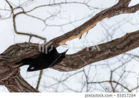 黑啄木鳥_黑啄木鳥_天然紀念物_野鳥_啄木鳥_啄木鳥 85817284