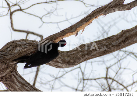 黑啄木鳥_黑啄木鳥_天然紀念物_野鳥_啄木鳥_啄木鳥 85817285