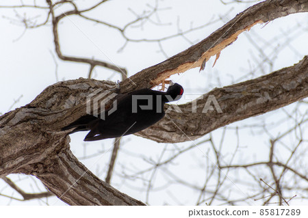 Black woodpecker _ black woodpecker _ natural monument _ wild bird _ woodpecker _ woodpecker 85817289