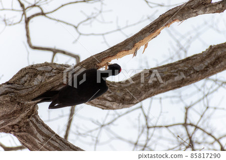 Black woodpecker _ black woodpecker _ natural monument _ wild bird _ woodpecker _ woodpecker Black woodpecker _ black woodpecker _ natural monument _ wild bird _ woodpecker _ woodpecker 85817290
