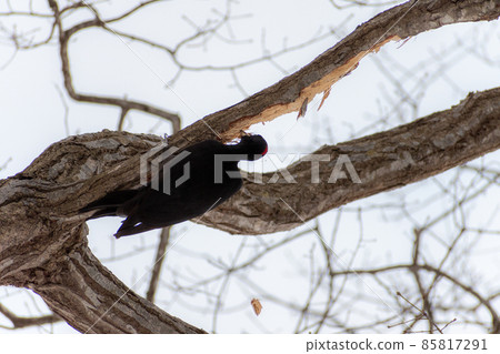 Black woodpecker _ black woodpecker _ natural monument _ wild bird _ woodpecker _ woodpecker 85817291