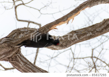 Black woodpecker _ black woodpecker _ natural monument _ wild bird _ woodpecker _ woodpecker 85817293
