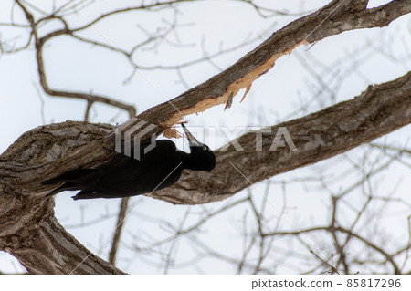 Black woodpecker _ black woodpecker _ natural monument _ wild bird _ woodpecker _ woodpecker 85817296