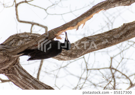 Black woodpecker _ black woodpecker _ natural monument _ wild bird _ woodpecker _ woodpecker Black woodpecker _ black woodpecker _ natural monument _ wild bird _ woodpecker _ woodpecker 85817300
