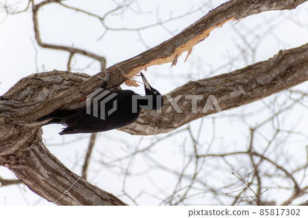 Black woodpecker _ black woodpecker _ natural monument _ wild bird _ woodpecker _ woodpecker Black woodpecker _ black woodpecker _ natural monument _ wild bird _ woodpecker _ woodpecker 85817302