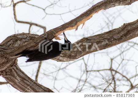 Black woodpecker _ black woodpecker _ natural monument _ wild bird _ woodpecker _ woodpecker Black woodpecker _ black woodpecker _ natural monument _ wild bird _ woodpecker _ woodpecker 85817303