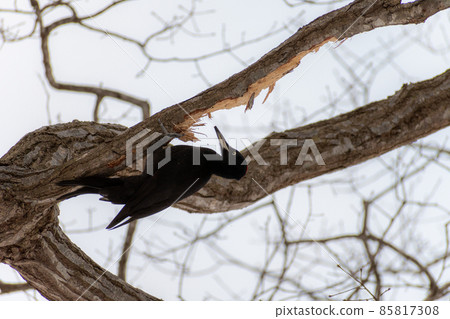 黑啄木鳥_黑啄木鳥_天然紀念物_野鳥_啄木鳥_啄木鳥 85817308