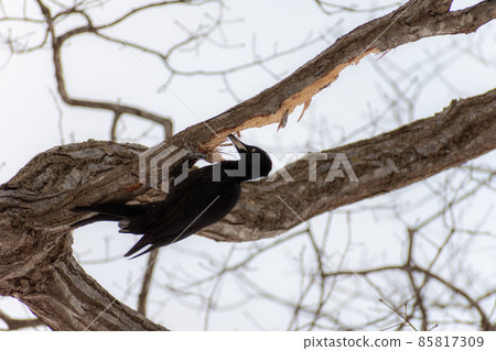 Black woodpecker _ black woodpecker _ natural monument _ wild bird _ woodpecker _ woodpecker 85817309