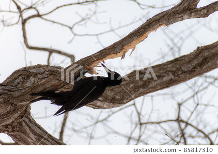 黑啄木鳥_黑啄木鳥_天然紀念物_野鳥_啄木鳥_啄木鳥 85817310